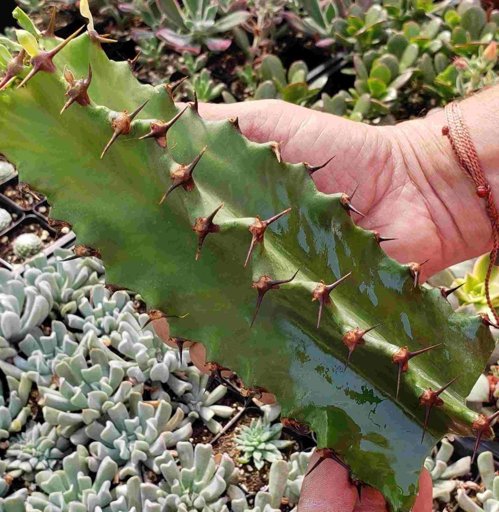 آموزش تکثر افوربیا اینگنس