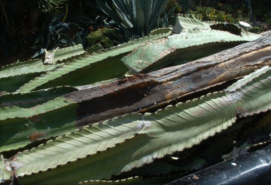 علت پوسیدگی افوربیا اینگنس