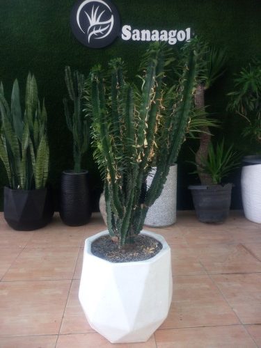 افوربیا اینگنس گلدان سفالی دیگی سفید