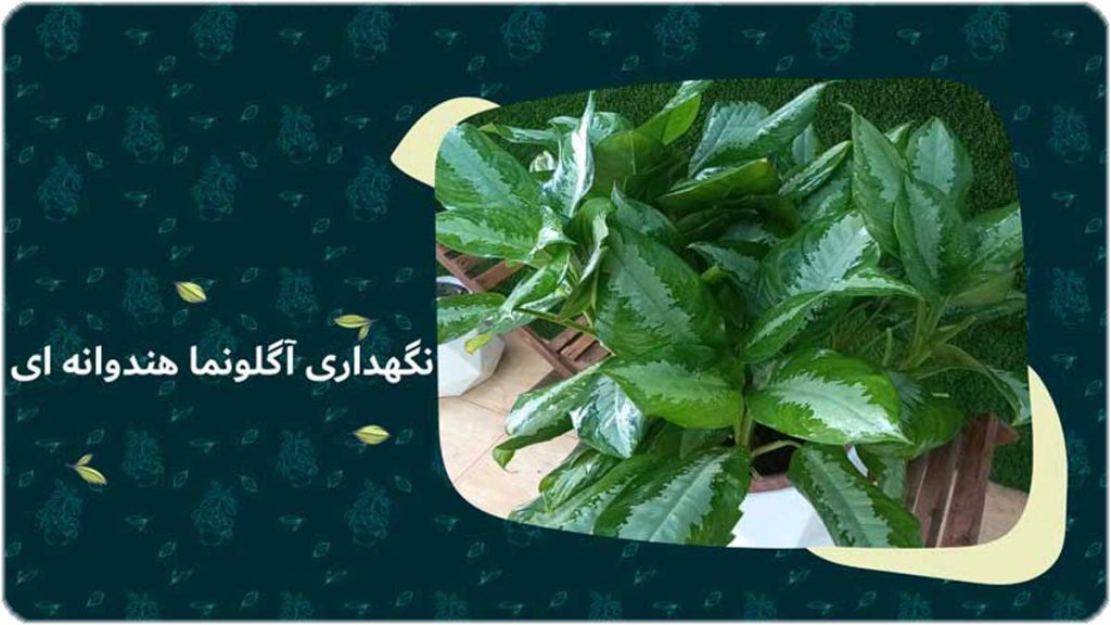 نگهداری-گل-آگلونما-هندوانه-ای