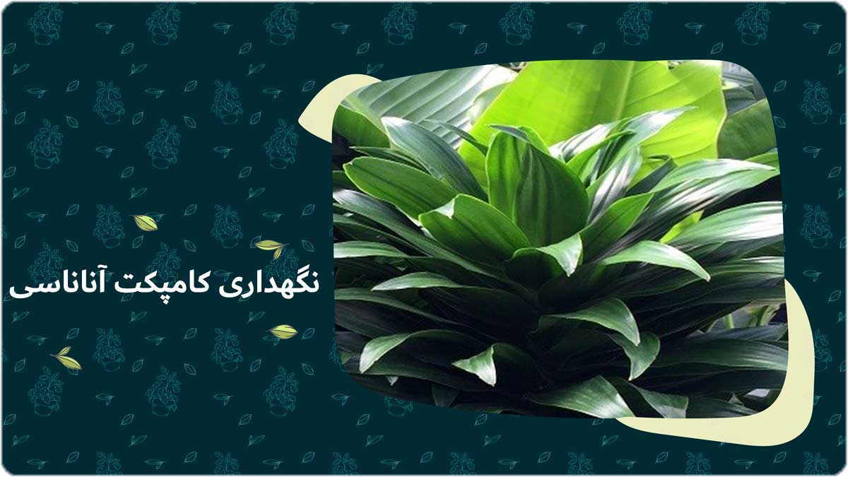 نگهداری گل آناناسی