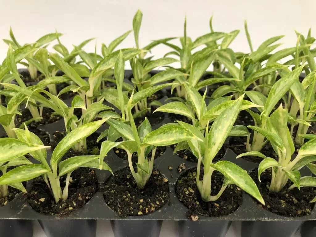 روش نگهداری آگلونما سفقید