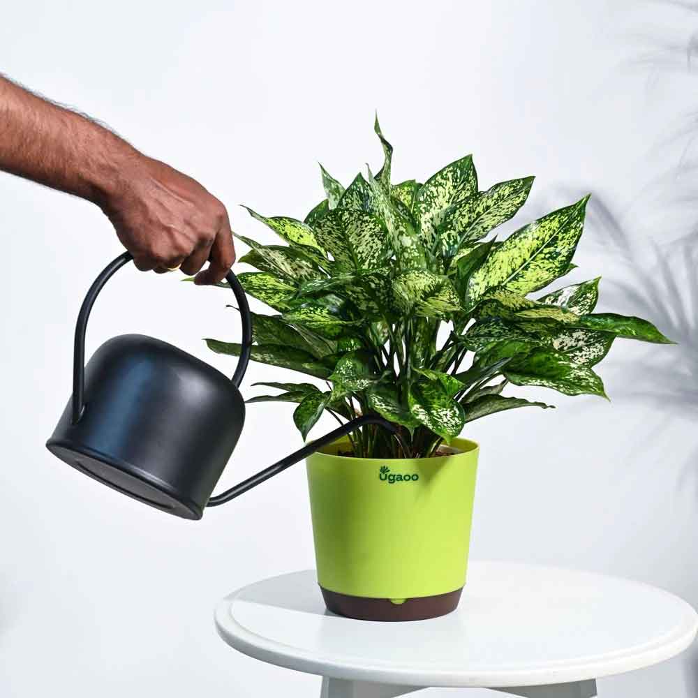 آبیاری آگلونما برفی