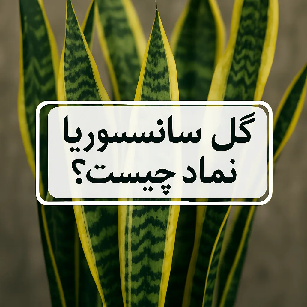 گل سانسوریا نماد چیست؟ 1 گل سانسوریا نماد چیست؟