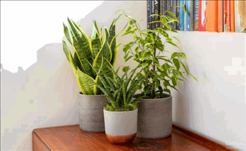 آیا سانسوریا سمی است؟ 1 آیا سانسوریا سمی است؟