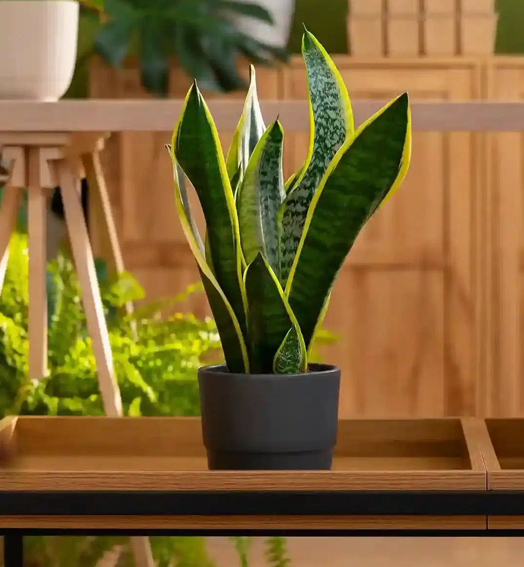 خواص گل سانسوریا 1 خواص گل سانسوریا