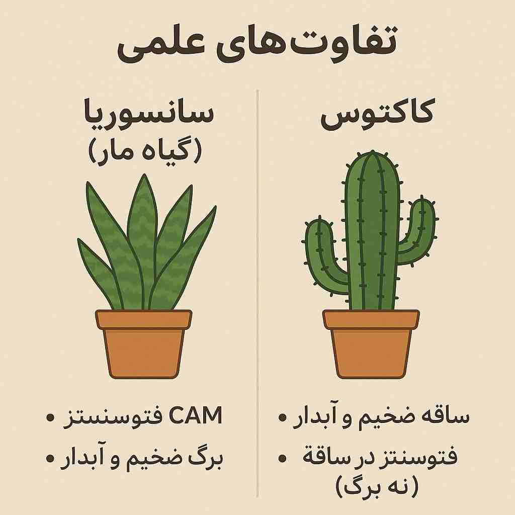 آیا سانسوریا کاکتوس است؟ آیا سانسوریا کاکتوس است؟