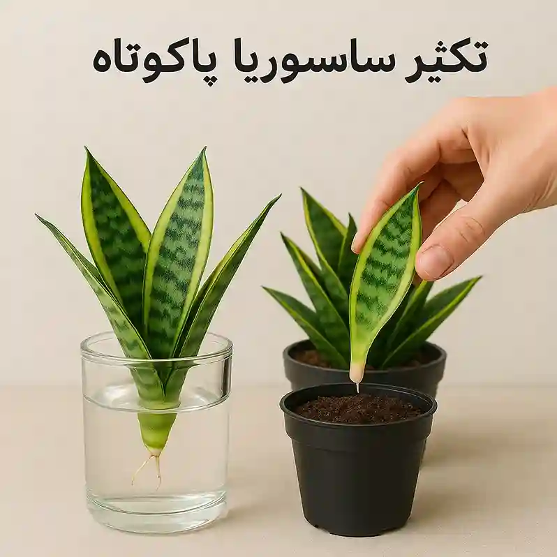 انواع سانسوریا پاکوتاه | راهنمای کامل نگهداری، تکثیر و معرفی انواع سانسوریا پاکوتاه | راهنمای کامل نگهداری، تکثیر و معرفی