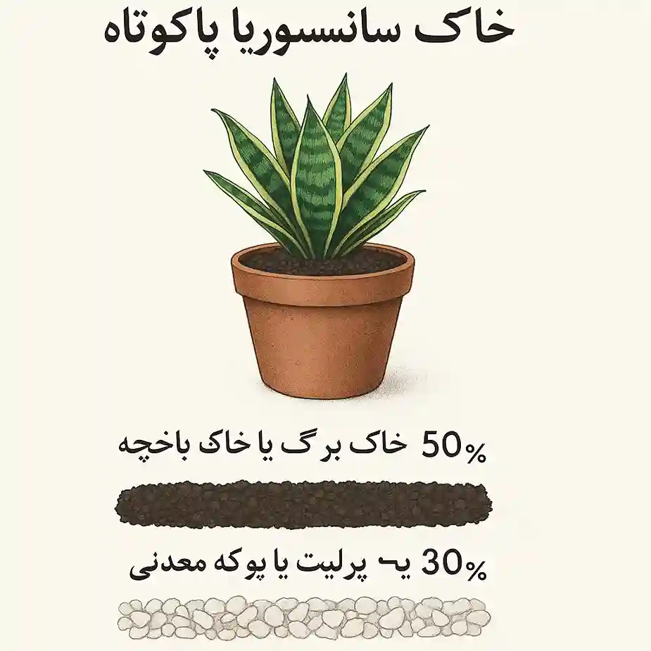 انواع سانسوریا پاکوتاه | راهنمای کامل نگهداری، تکثیر و معرفی انواع سانسوریا پاکوتاه | راهنمای کامل نگهداری، تکثیر و معرفی