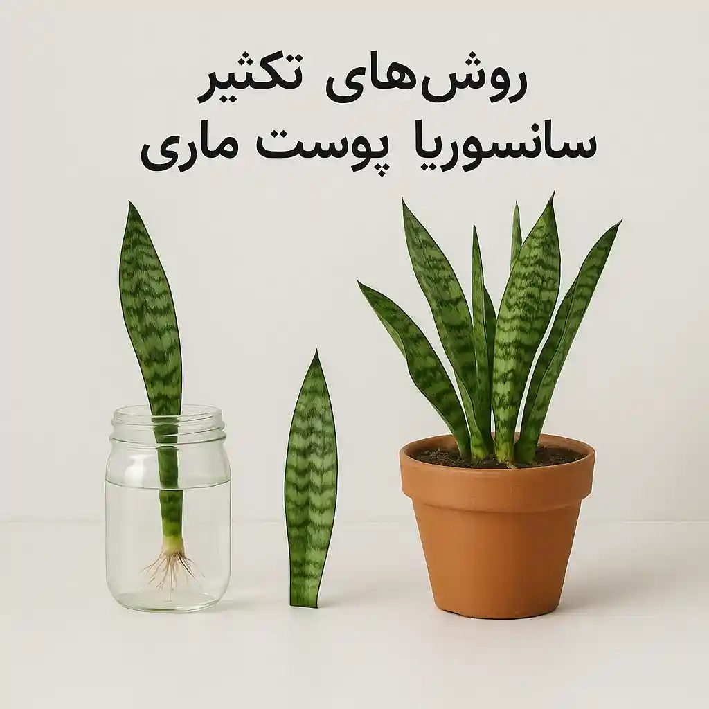 تکثیر حرفه‌ای سانسوریا پوست ماری با دو روش ساده