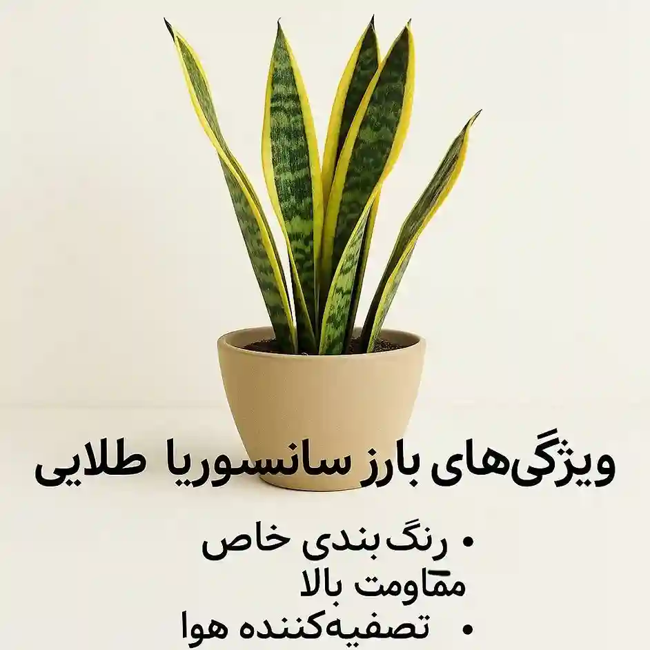 معرفی سانسوریا ابلق (لب طلایی): نگهداری، تکثیر و فواید این گیاه زینتی معرفی سانسوریا ابلق (لب طلایی): نگهداری، تکثیر و فواید این گیاه زینتی