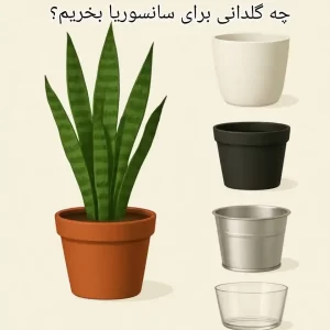 ساناگل 7 بهترین گلدان برای سانسوریا