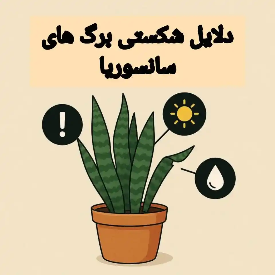اگر برگ سانسوریا شکست چه باید کرد؟ اگر برگ سانسوریا شکست چه باید کرد؟