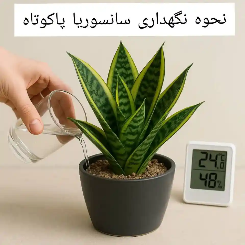 انواع سانسوریا پاکوتاه | راهنمای کامل نگهداری، تکثیر و معرفی انواع سانسوریا پاکوتاه | راهنمای کامل نگهداری، تکثیر و معرفی