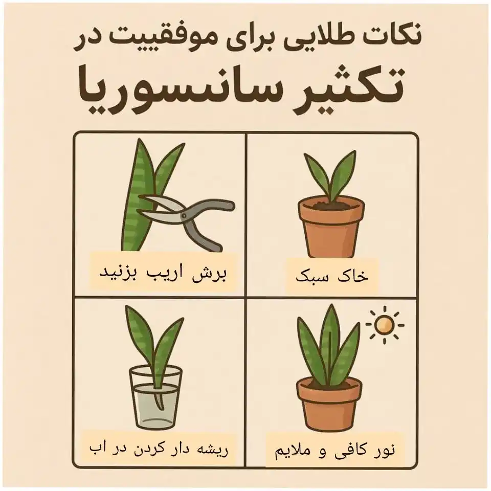 تکثیر حرفهای سانسوریا پوست ماری با دو روش ساده تکثیر حرفهای سانسوریا پوست ماری با دو روش ساده