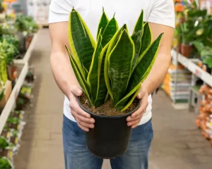 ساناگل 8 ۱۰ نکته ساده برای نگهداری و مراقبت بیدردسر سانسوریا در خانه