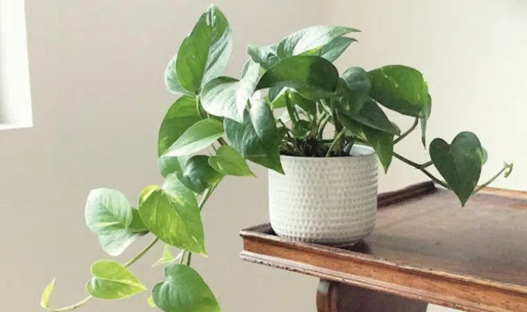 پتوس در فنگشویی