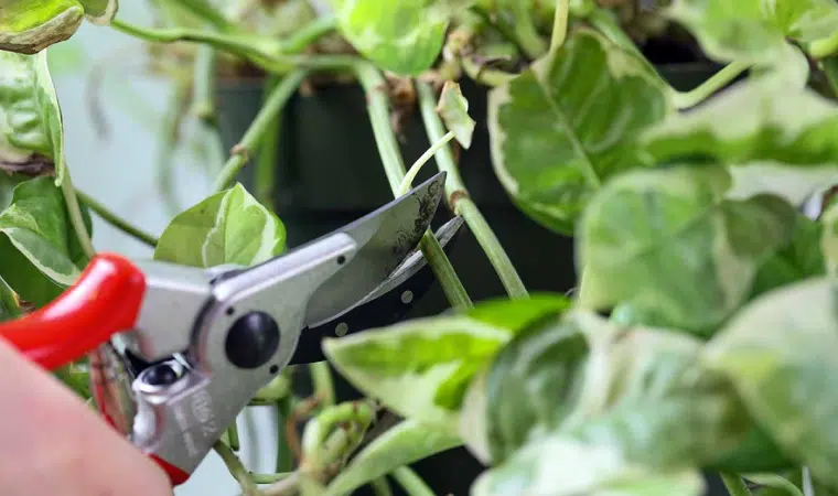 هرس کردن پتوس