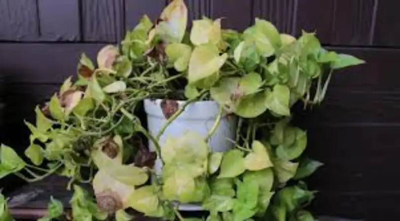 بیماری پتوس