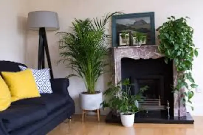 گیاهان آپارتمانی سایه دوست