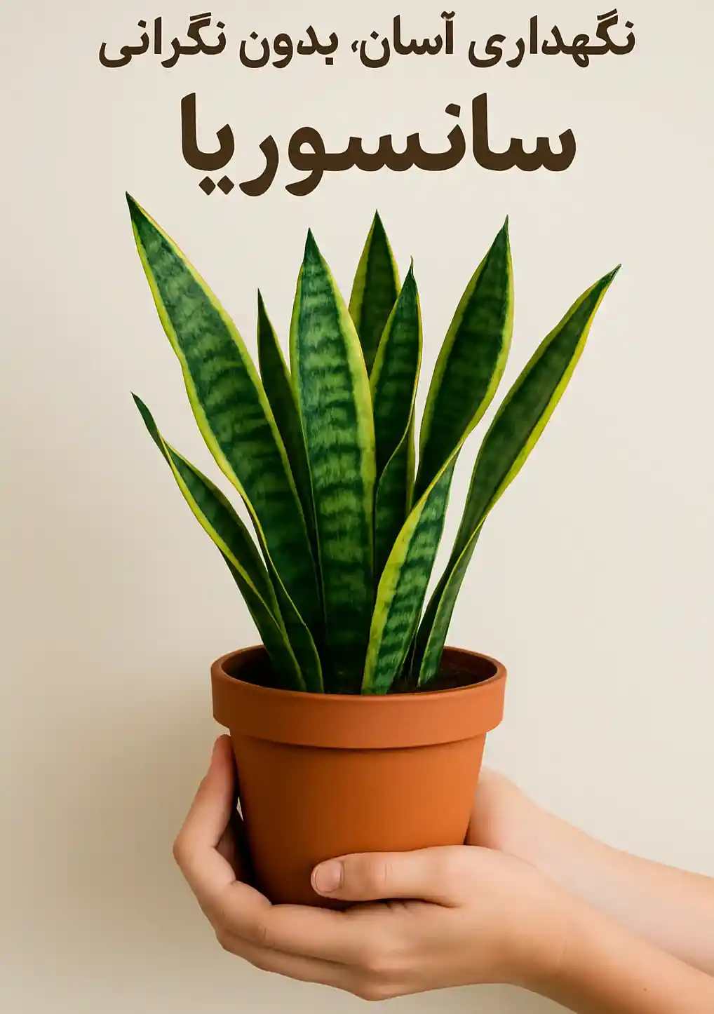 آیا سانسوریا میتواند استرس را کاهش دهد؟ آیا سانسوریا میتواند استرس را کاهش دهد؟