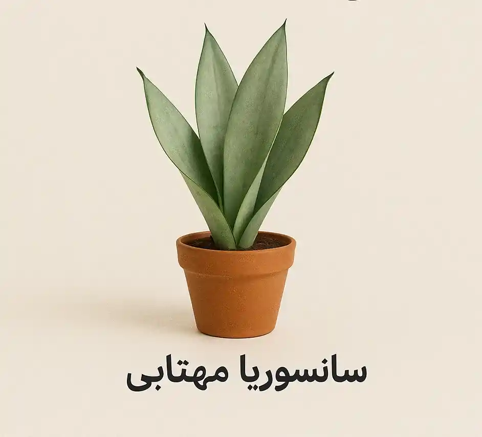 کدام نوع سانسوریا بهتر است؟ راهنمای انتخاب بهترین گونه برای خانه یا محل کار کدام نوع سانسوریا بهتر است؟ راهنمای انتخاب بهترین گونه برای خانه یا محل کار