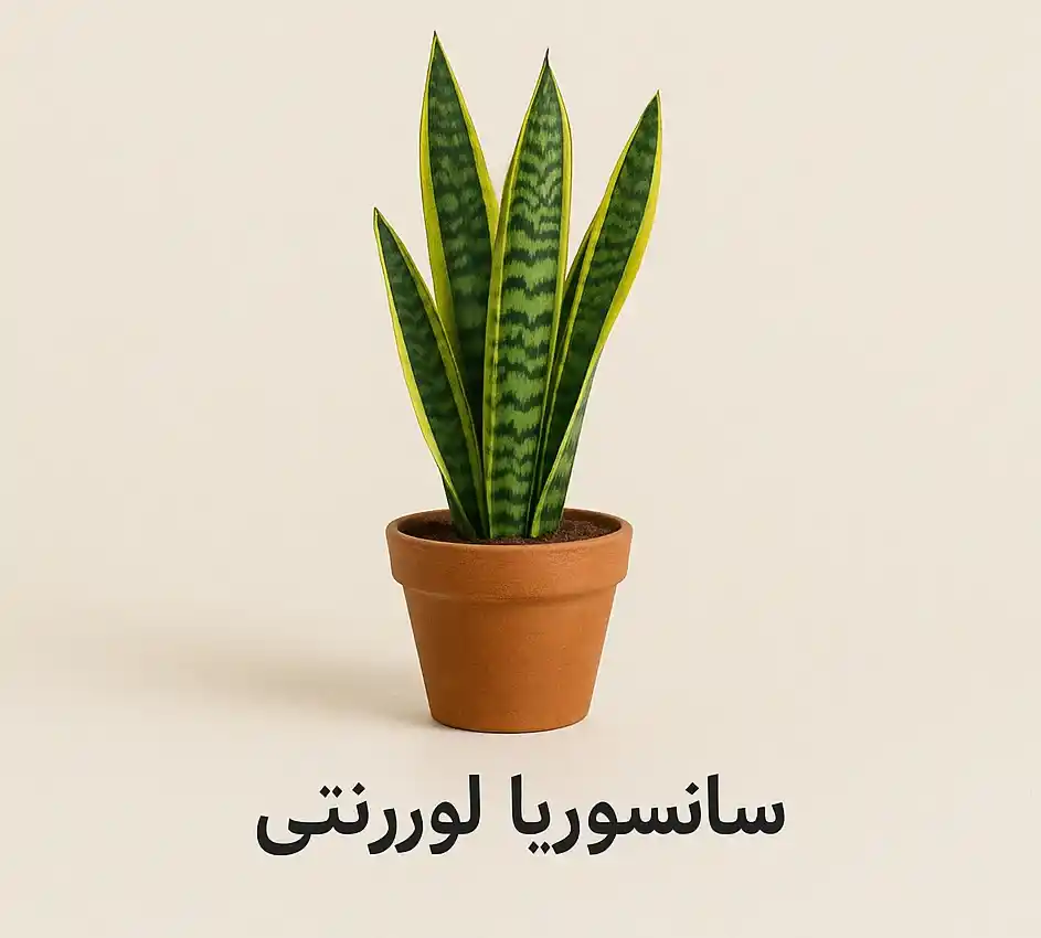 کدام نوع سانسوریا بهتر است؟ کدام نوع سانسوریا بهتر است؟