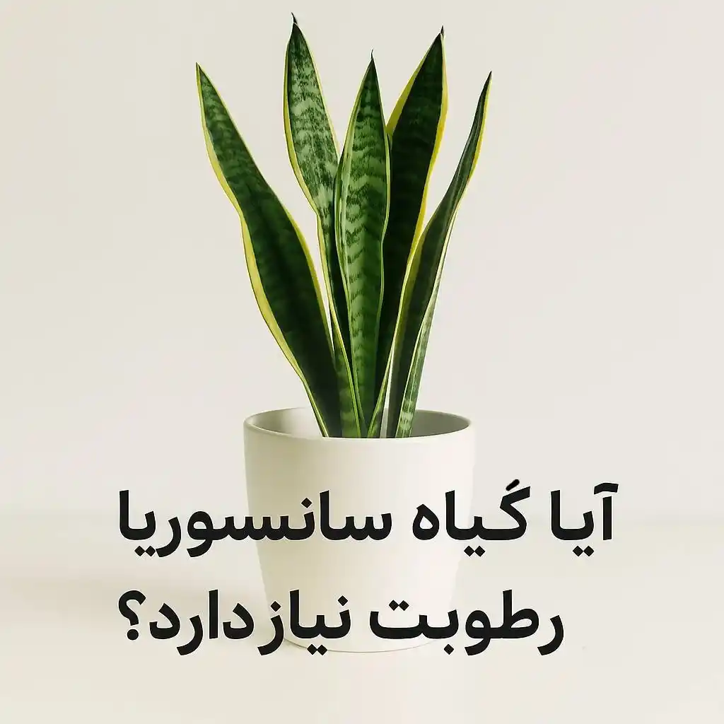 سانسوریا به رطوبت نیاز دارد؟