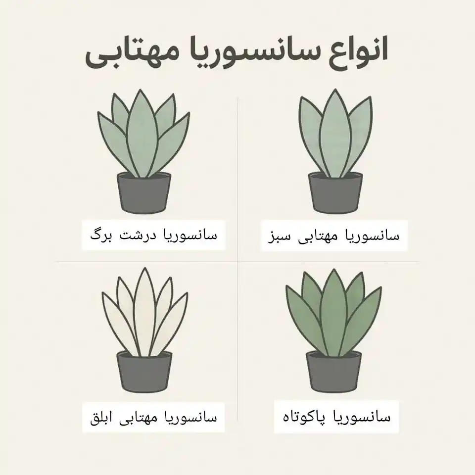 سانسوریا مهتابی | تفاوت انواع، روش نگهداری و راهنمای خرید ۲۰۲۵ سانسوریا مهتابی | تفاوت انواع، روش نگهداری و راهنمای خرید ۲۰۲۵
