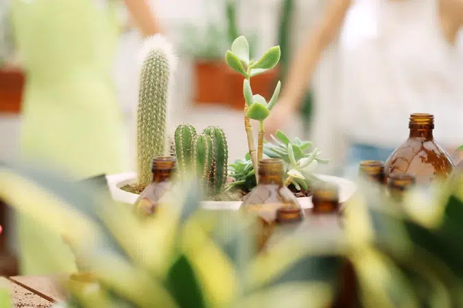 گیاهان آپارتمانی مقاوم به کم آبی